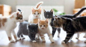 Read more about the article বাংলাদেশে সবচেয়ে জনপ্রিয় ১০ বিড়ালের জাত