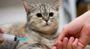 Read more about the article পোষা বিড়ালের ভ্যাক্সিন