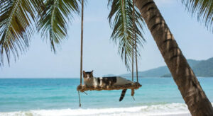 Read more about the article গরমে বিড়ালকে ঠান্ডা রাখার ১০টি কার্যকরী উপায়